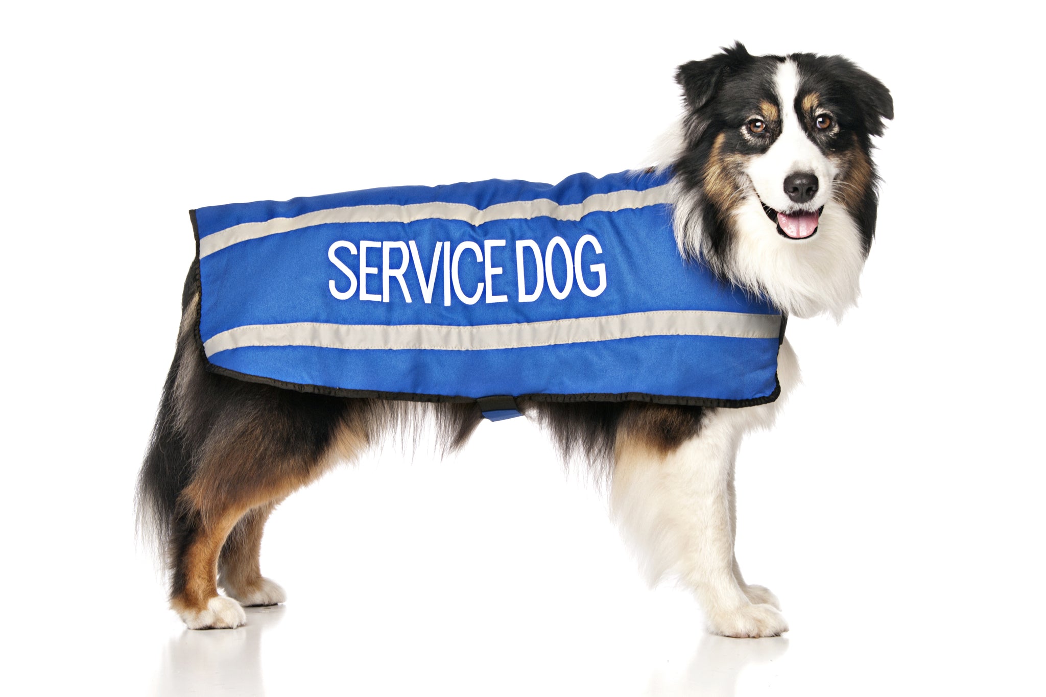 Assistance dog coat best sale