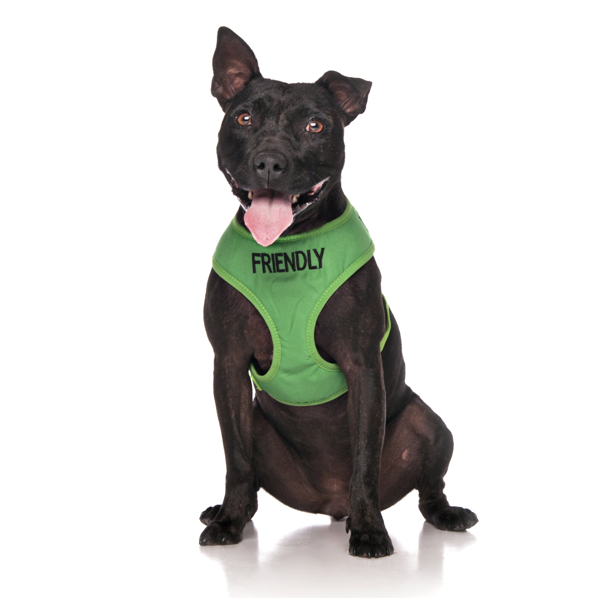 Friendly Dog Lead and Vest Harness – friendlydogcollars