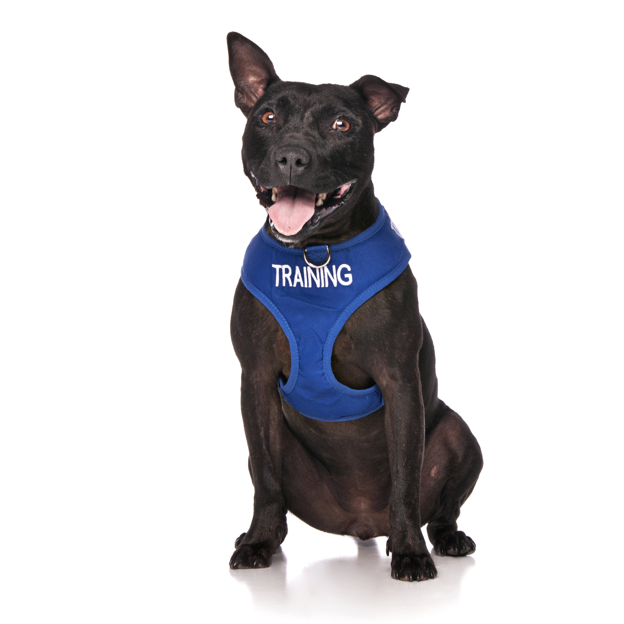 Training Dogs Dog Lead and Vest Harness - Main Image