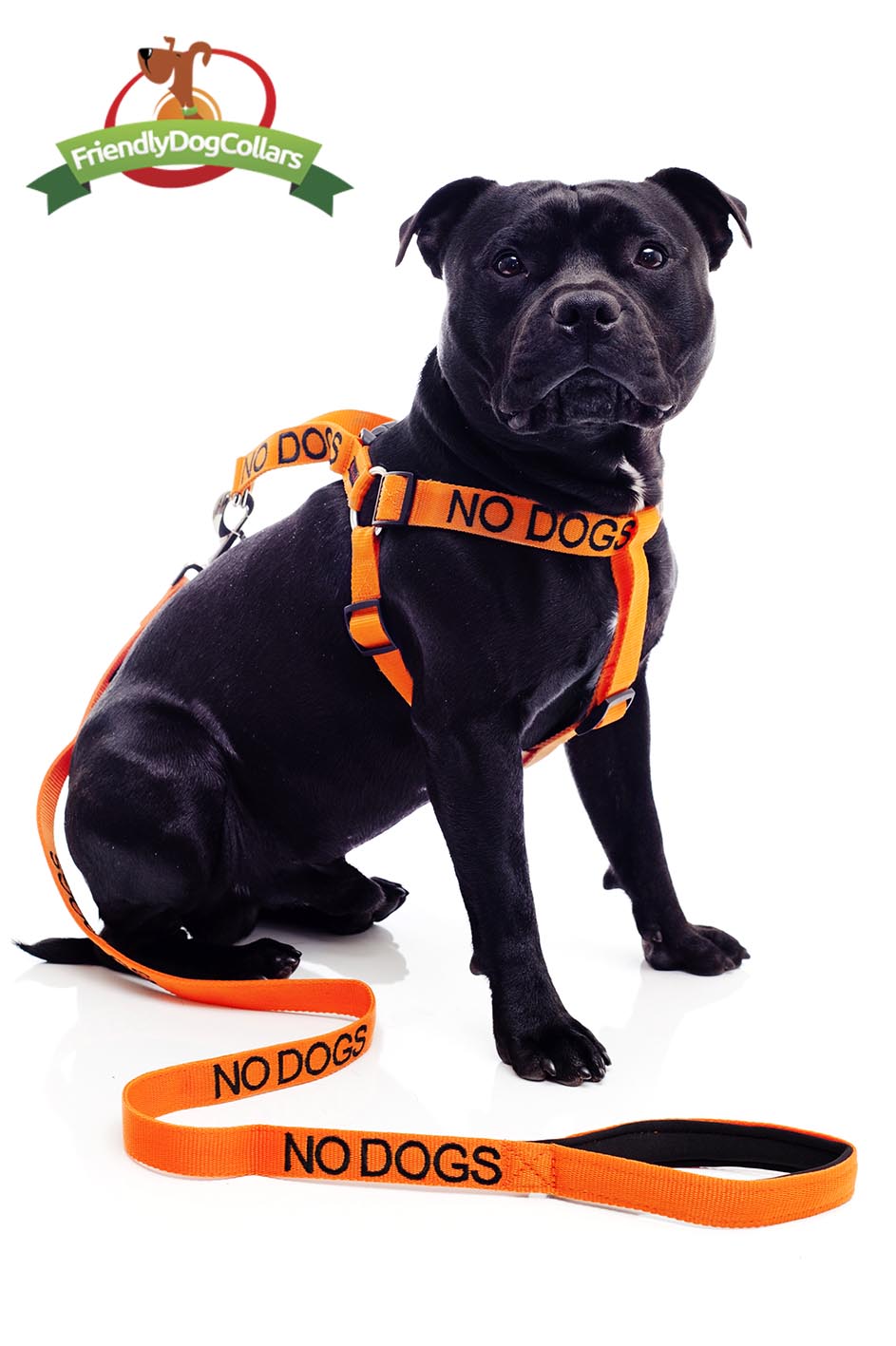 Black Dog Nervous Dog Collar And Lead Black Dog Dog Harness That
