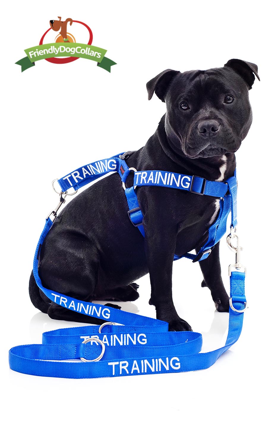 Training Dogs Dog Lead and Strap Harness - Main Image